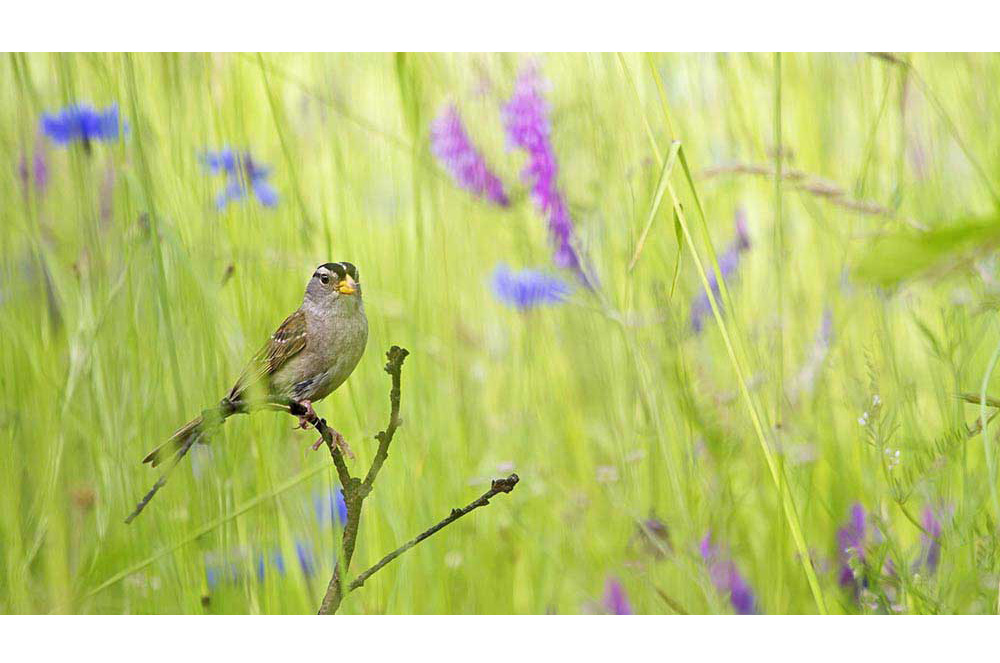 NBGI Private Lands Conservation Efforts - Silver Level Sponsor