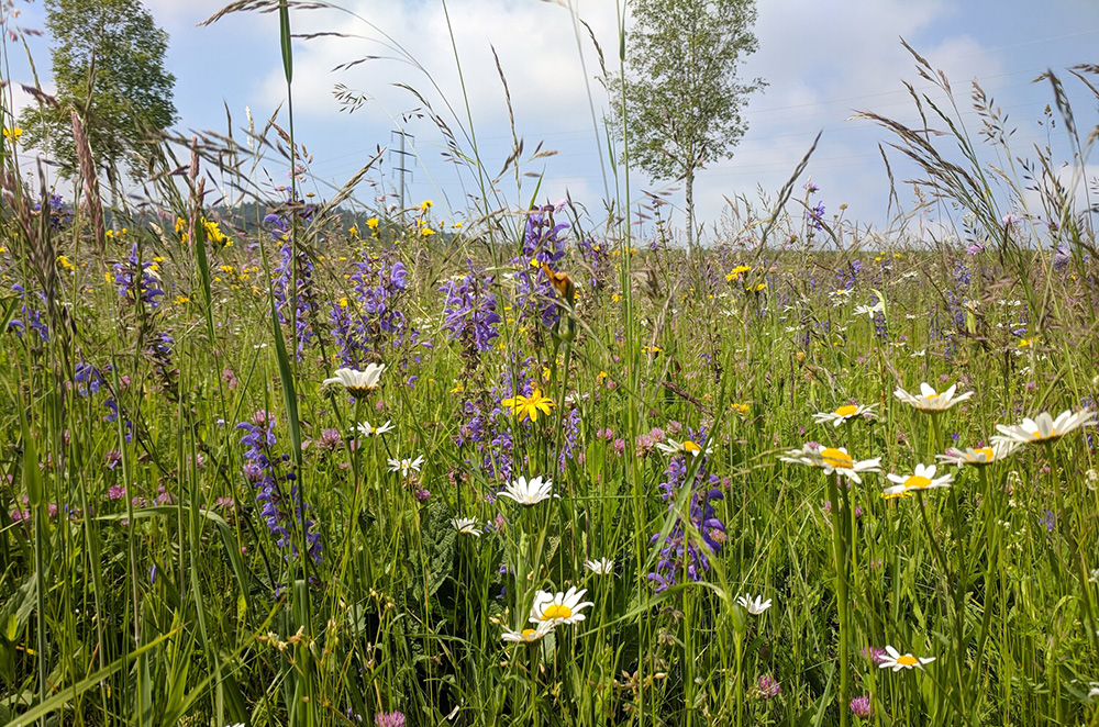 NBGI Private Lands Conservation Efforts - Platinum Level Sponsor