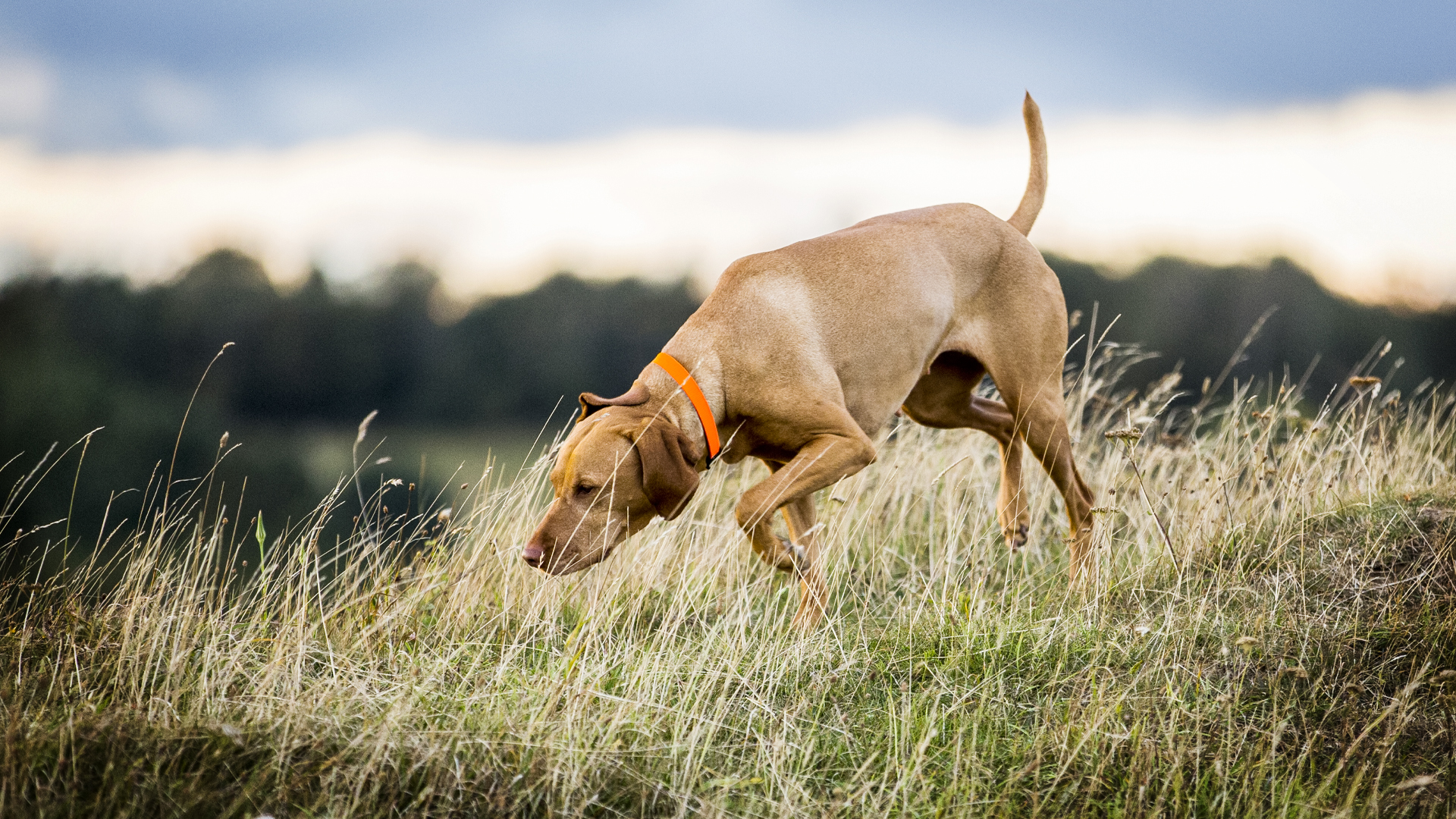 Bird dog following nature's clues.