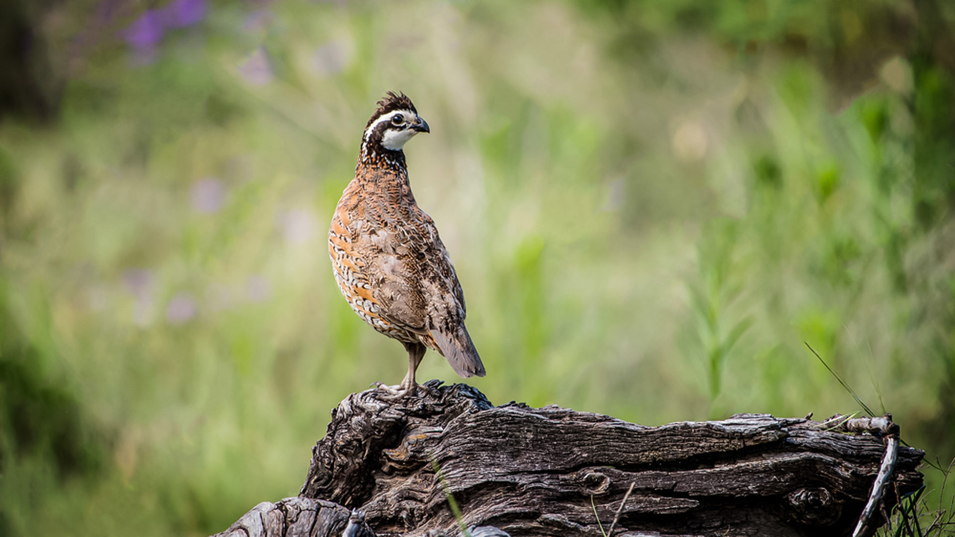 Northern Bobwhite.