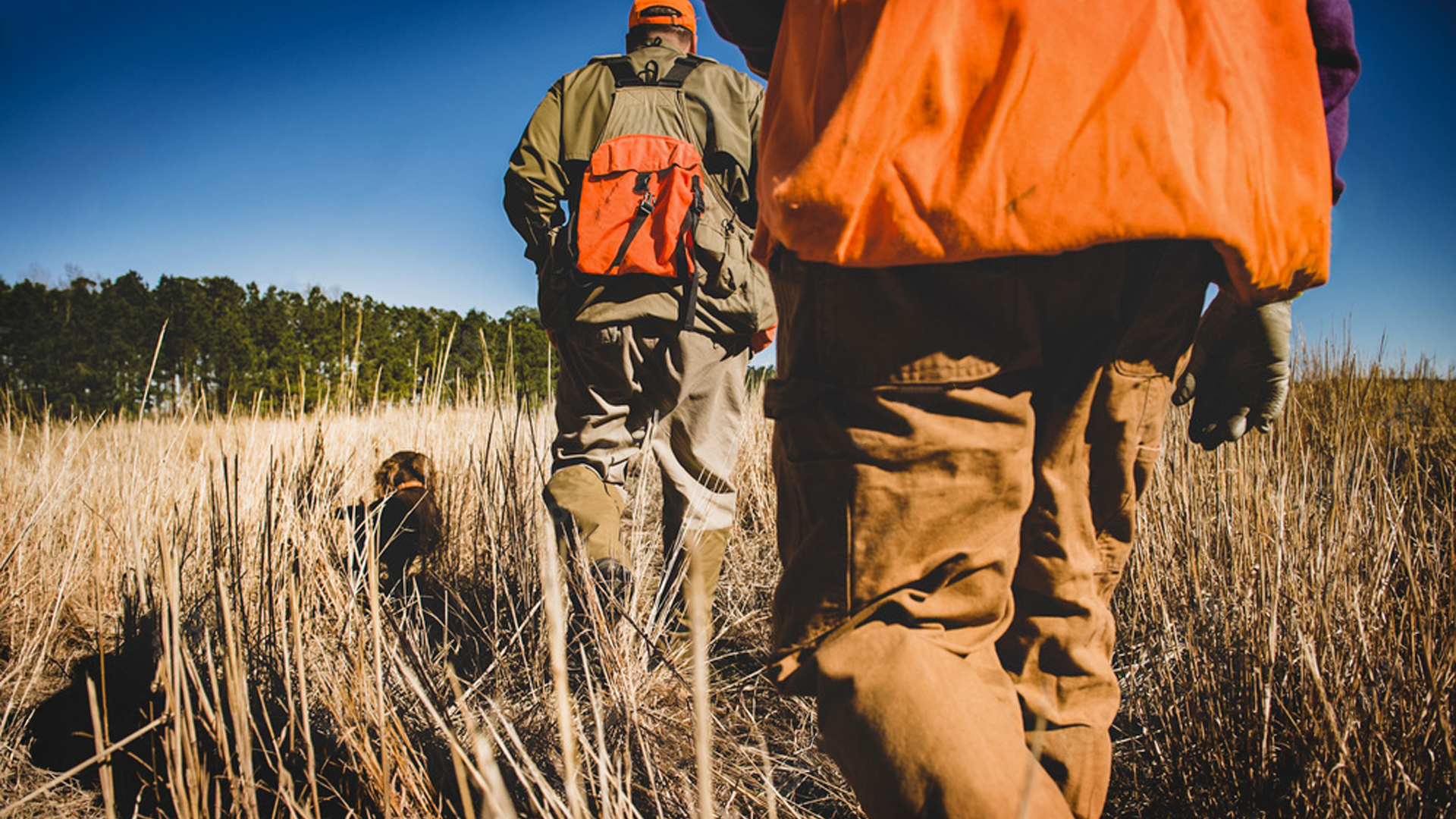 Two hunters and a dog walk a field.