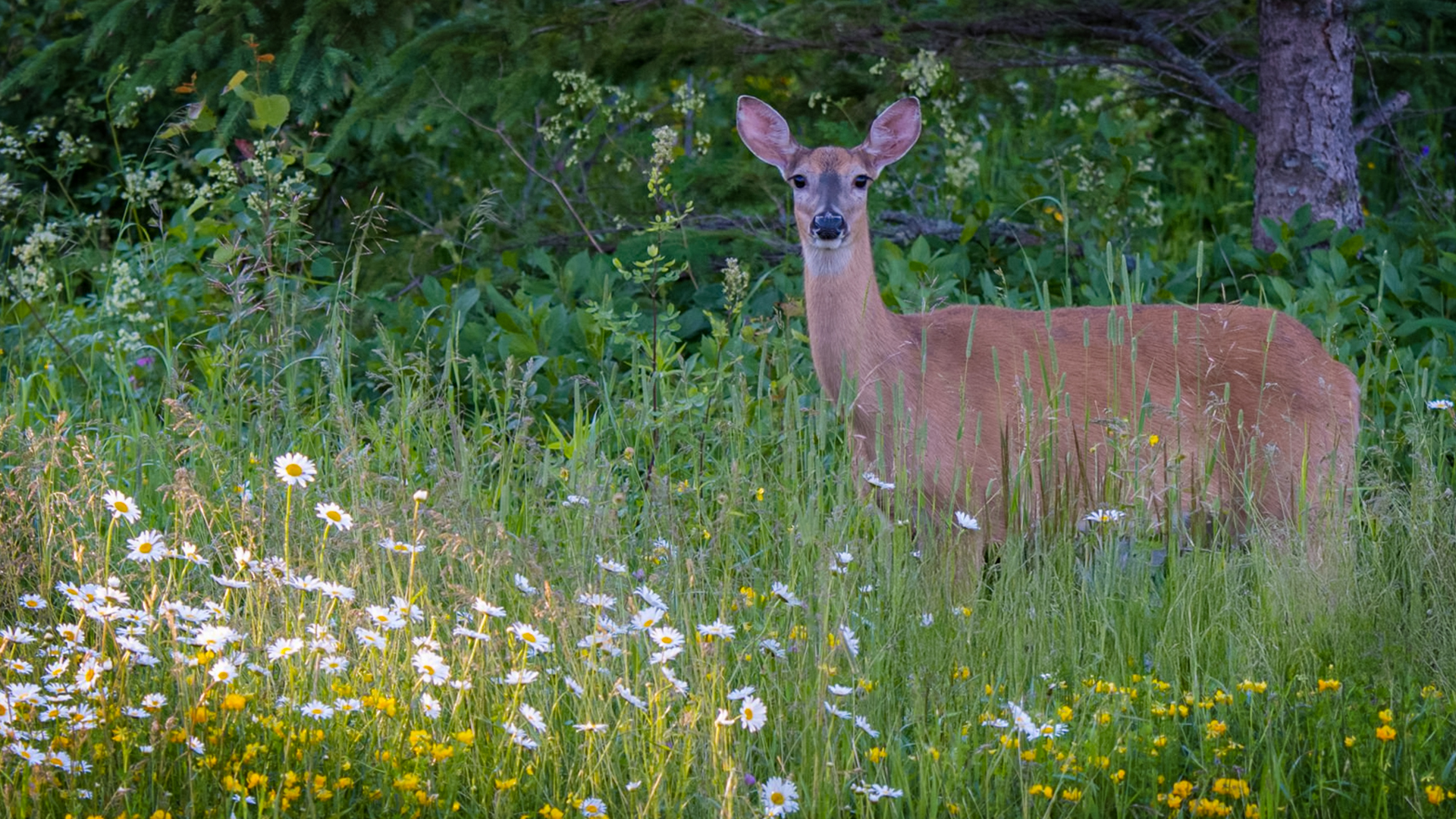 White-tailed deerstanding in a meadow of native wildflowers and grass