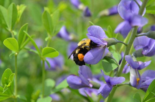 bee-purple-flower